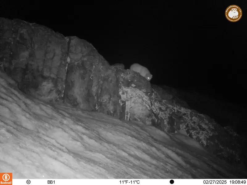 A photograph of Otocolobus manul manul from Aktas-Kunkora camera trap
