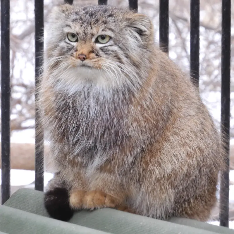 A photograph of Gabi in Novosibirsk Zoo