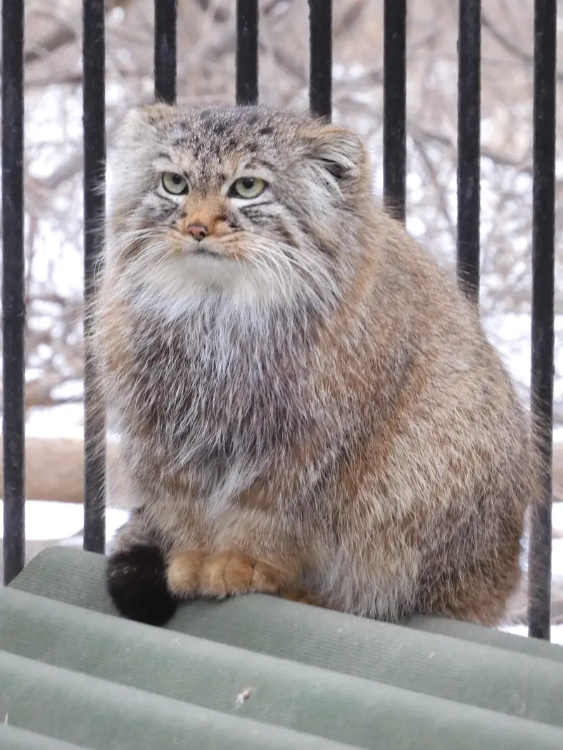 A photograph of Gabi in Novosibirsk Zoo