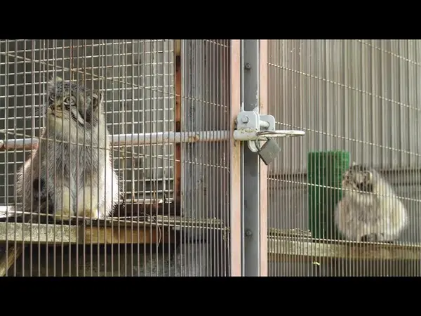 A video of Honey in Higashiyama Zoo and Botanical Gardens
