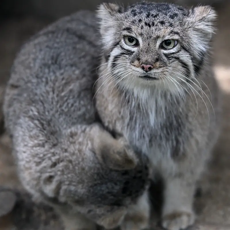 A photograph of Az in Kobe Animal Kingdom