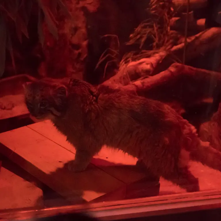 A photograph of Naim in Ueno Zoological Gardens
