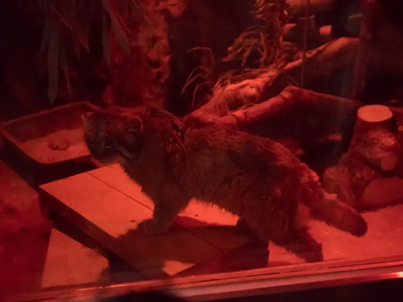 A photograph of Naim in Ueno Zoological Gardens