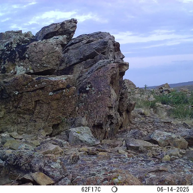 A photograph of Kazakh pika from Karashoky [new] camera trap