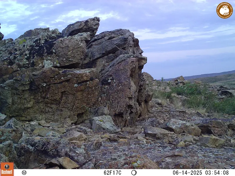 A photograph of Kazakh pika from Karashoky [new] camera trap