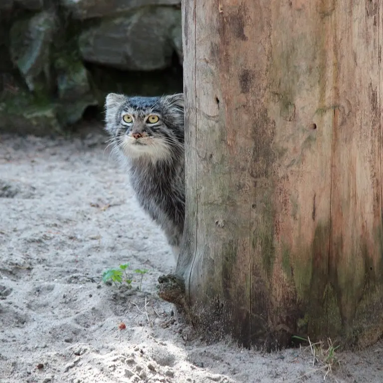 A photograph of Bartok in Novosibirsk Zoo