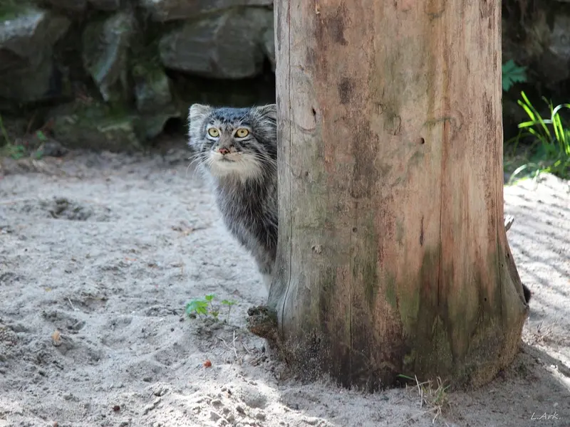 A photograph of Bartok in Novosibirsk Zoo