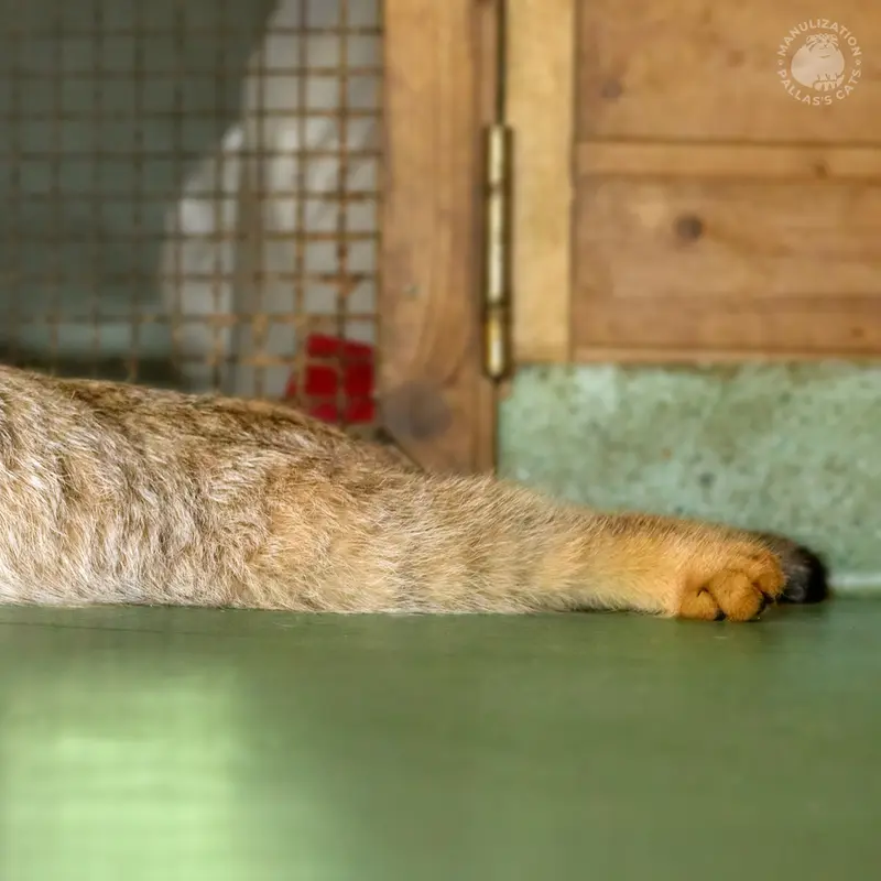 A photograph of Naré in Yerevan Zoo