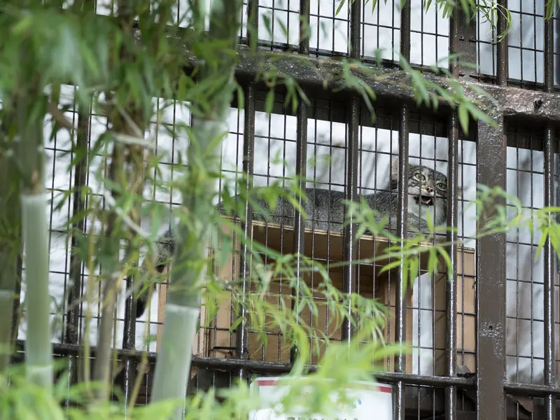 A photograph of Figa in Nogeyama Zoo