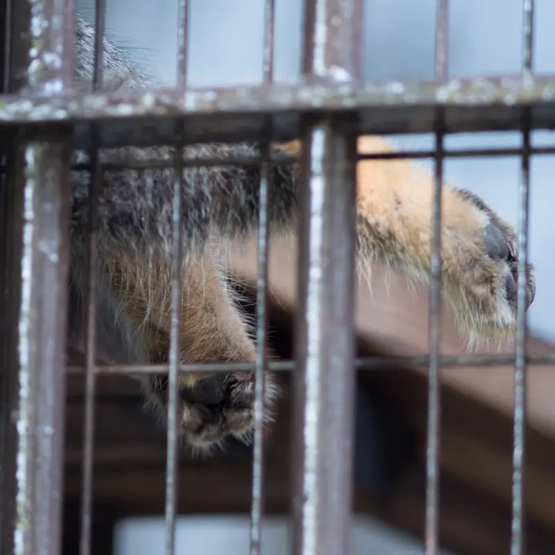 A photograph of Figa in Nogeyama Zoo