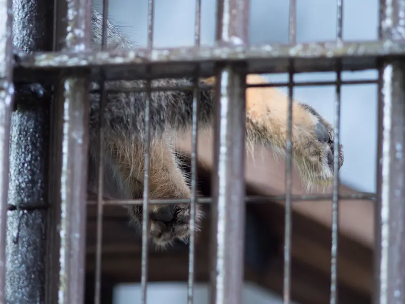 A photograph of Figa in Nogeyama Zoo
