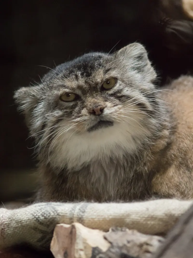 A photograph of Primula in Ueno Zoological Gardens
