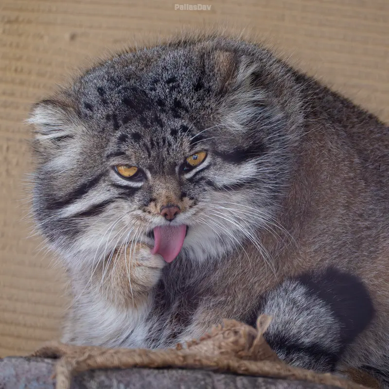 Who is this Cute Chonker???