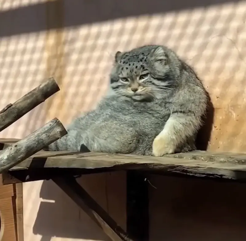 Grusha with similar posture as Sunsimiao