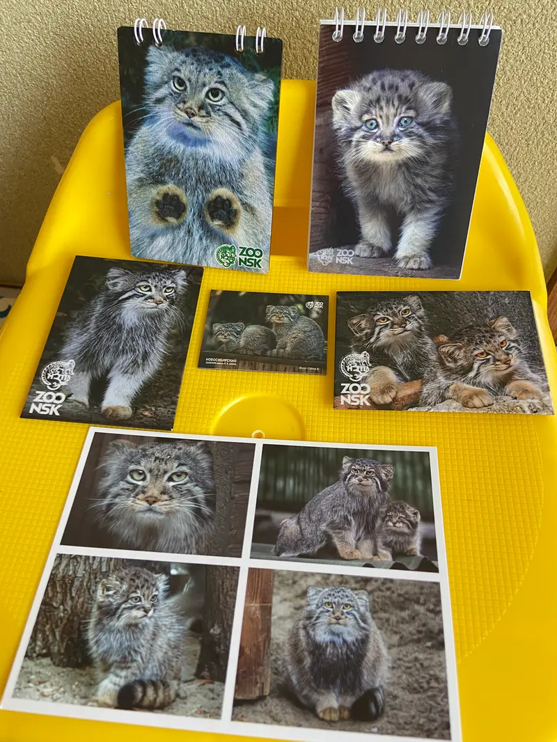A photograph of a Pallas's cat