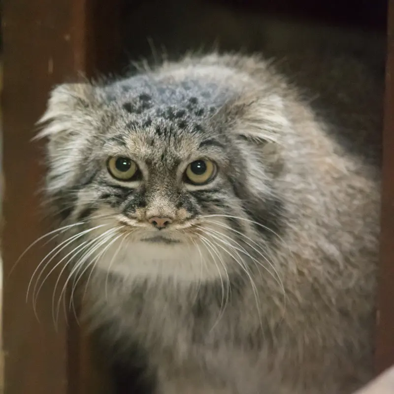 A photograph of Shafran in Ueno Zoological Gardens