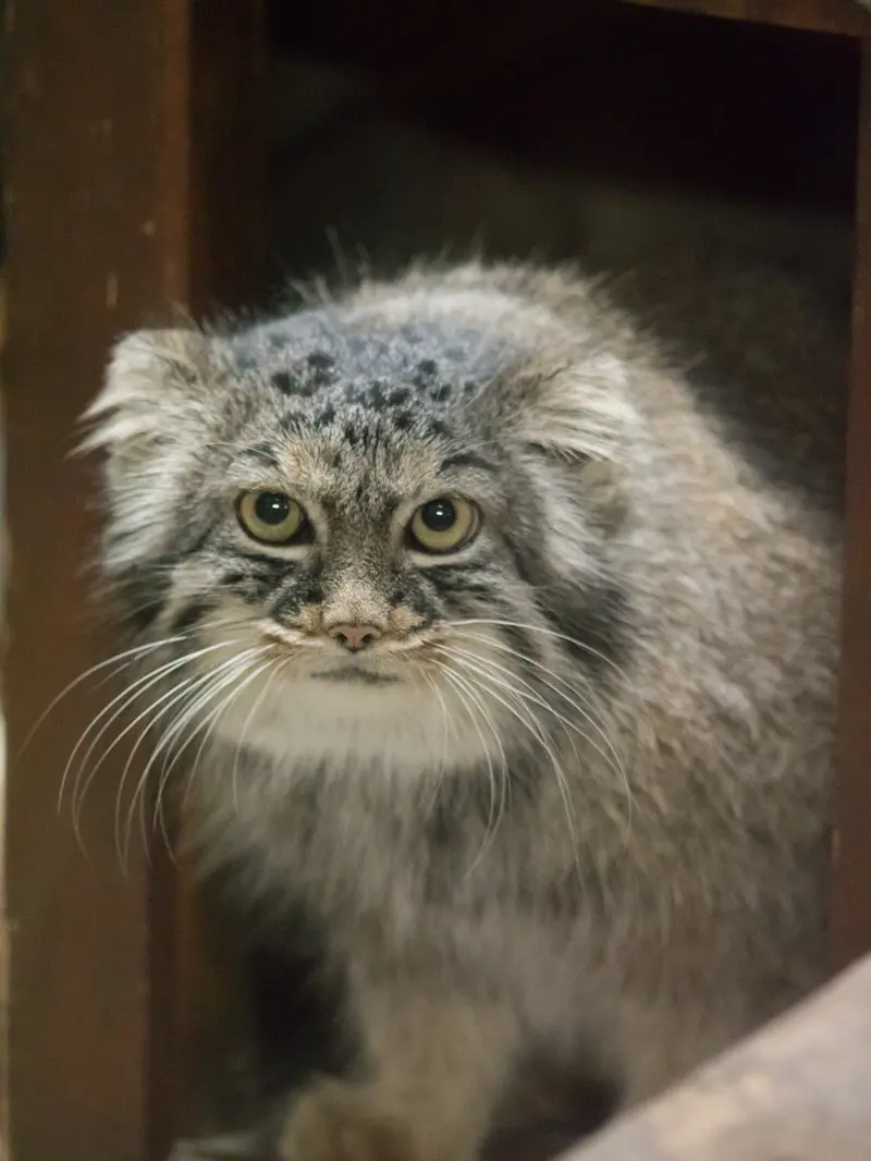 A photograph of Shafran in Ueno Zoological Gardens