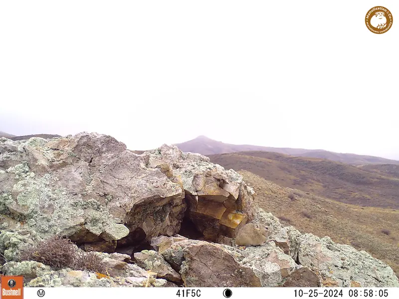 A photograph of Pika from Besshoky 1 camera trap