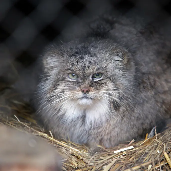 A photograph of Pazzo in Łódź Zoo