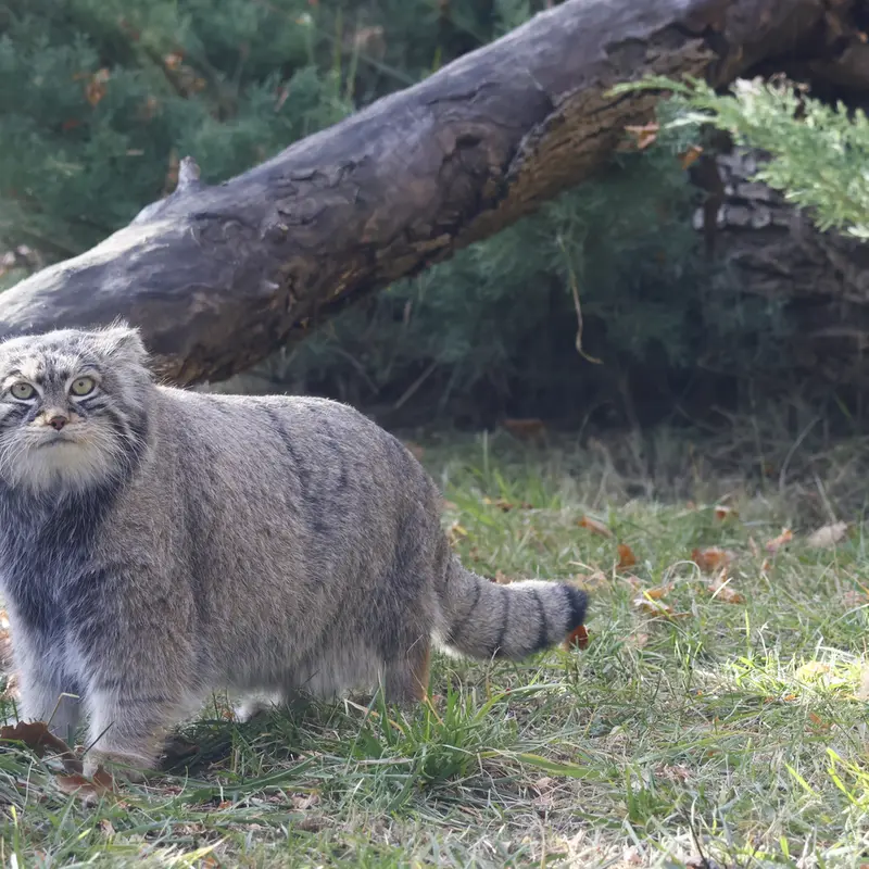 A photograph of Timofey in Moscow zoo