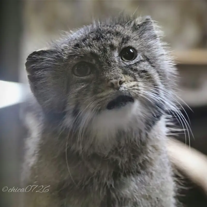 A photograph of Yus in Ueno Zoological Gardens
