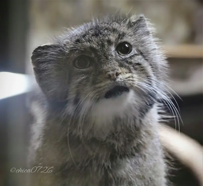 A photograph of Yus in Ueno Zoological Gardens