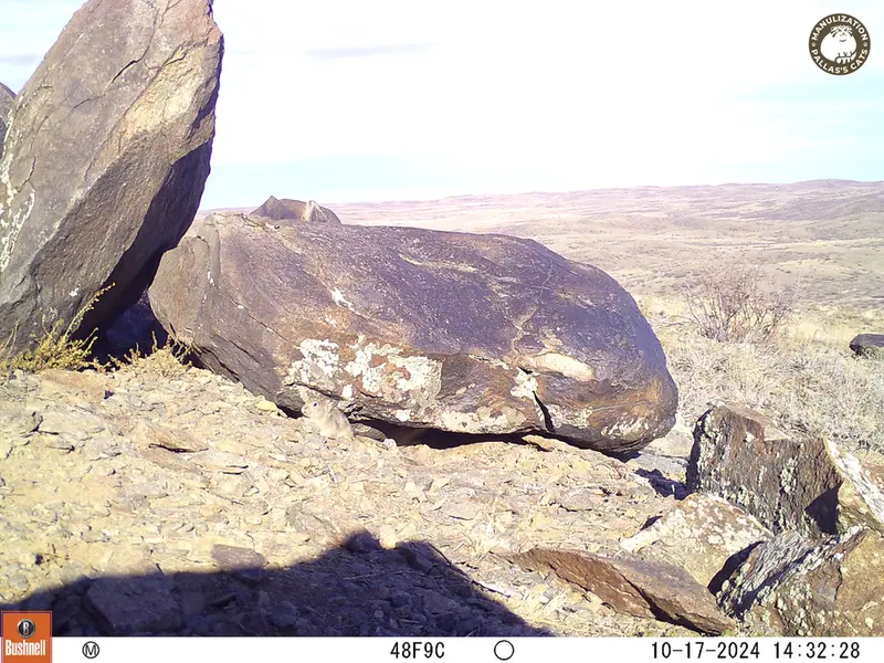 A photograph of Kazakh pika from Koshkar camera trap