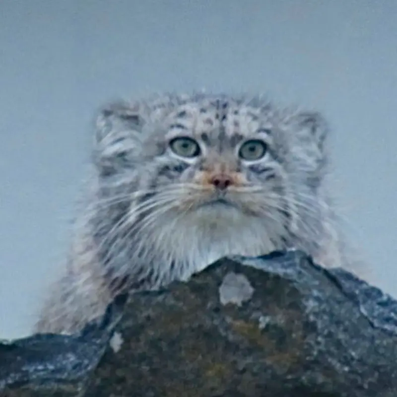 A photograph of a Pallas's cat