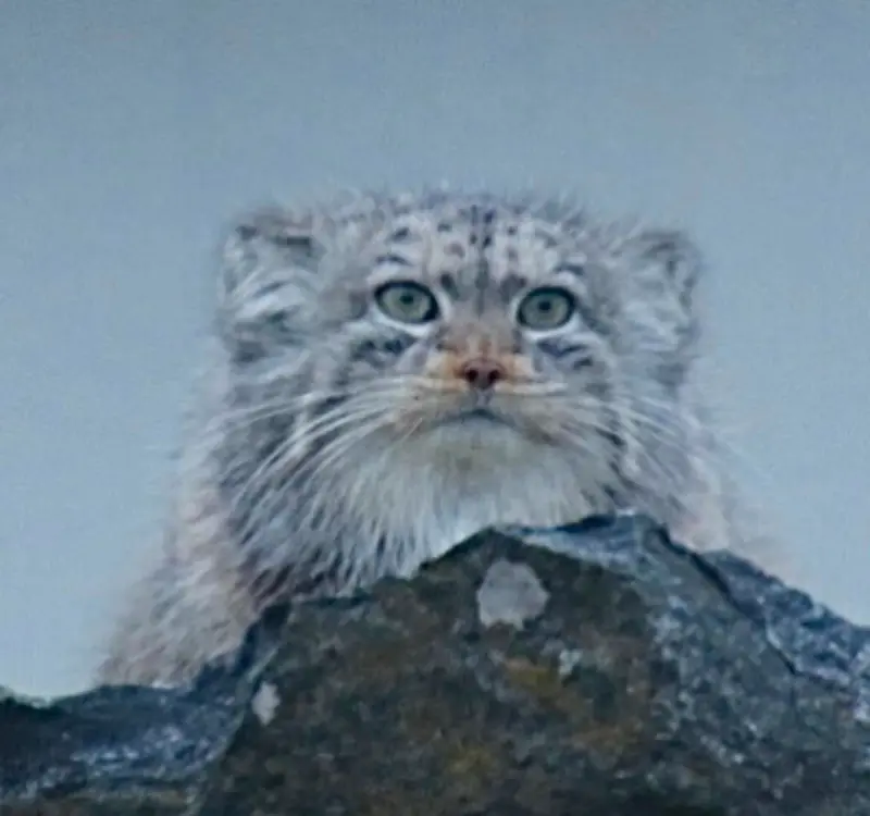 A photograph of a Pallas's cat