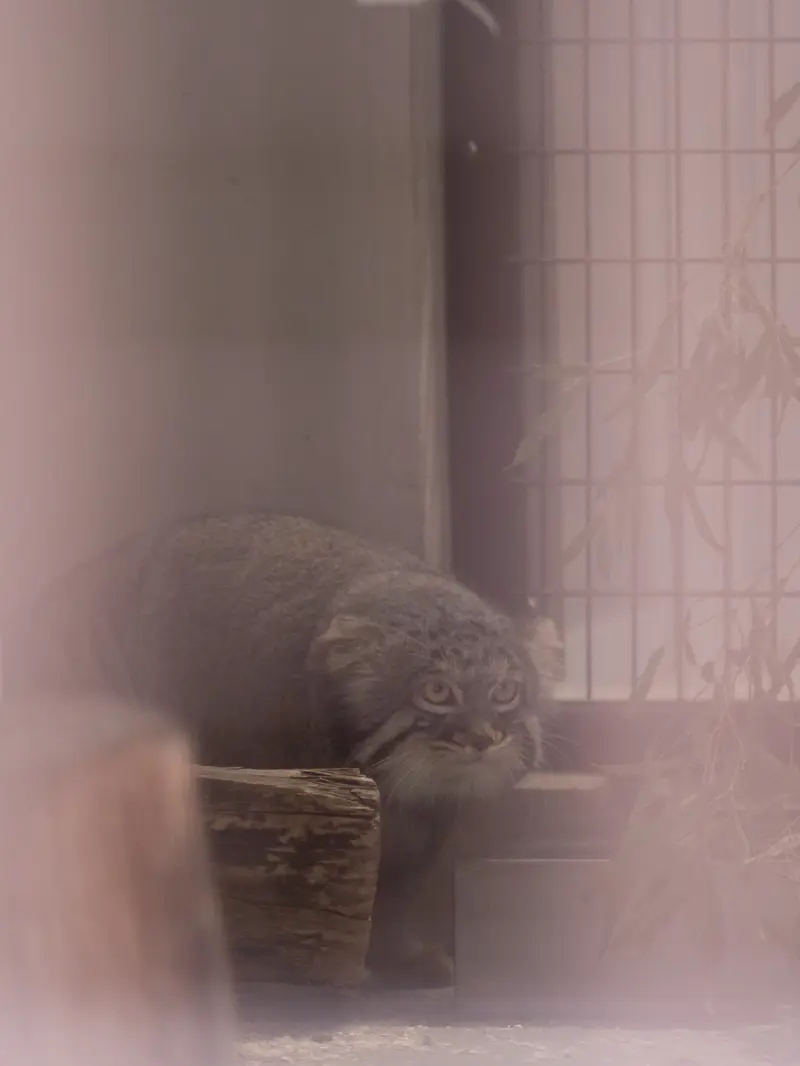 A photograph of Figa in Nogeyama Zoo