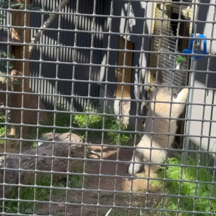 A photograph of Reza in Elmwood Park Zoo
