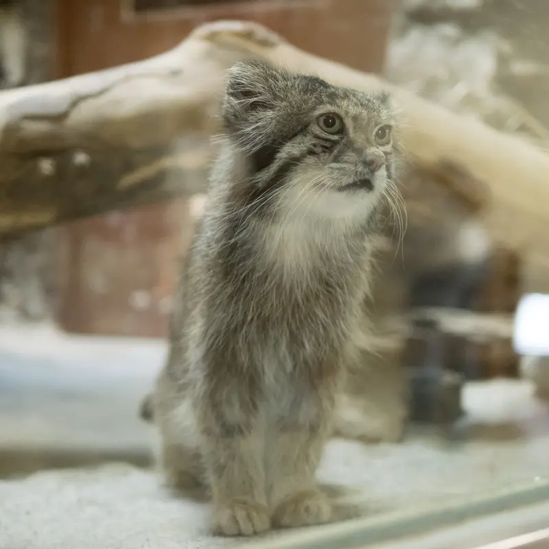A photograph of Klyon in Ueno Zoological Gardens