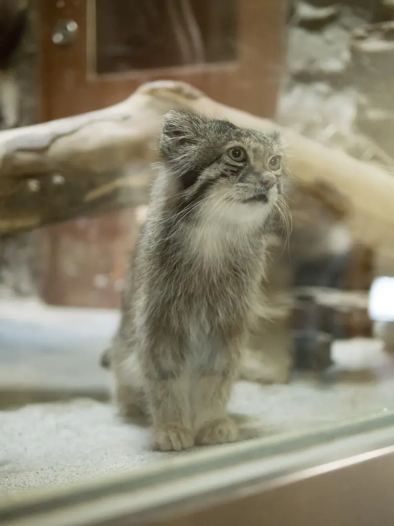 A photograph of Klyon in Ueno Zoological Gardens