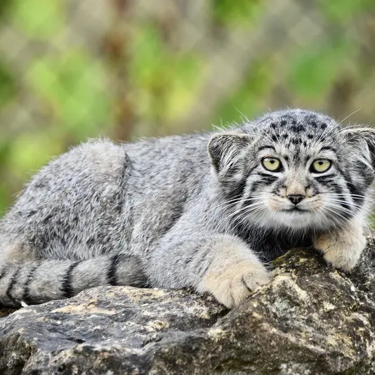 A photograph of Kitten of Namuu b. 2025 Ⅴ in Port Lympne Wild Animal Park