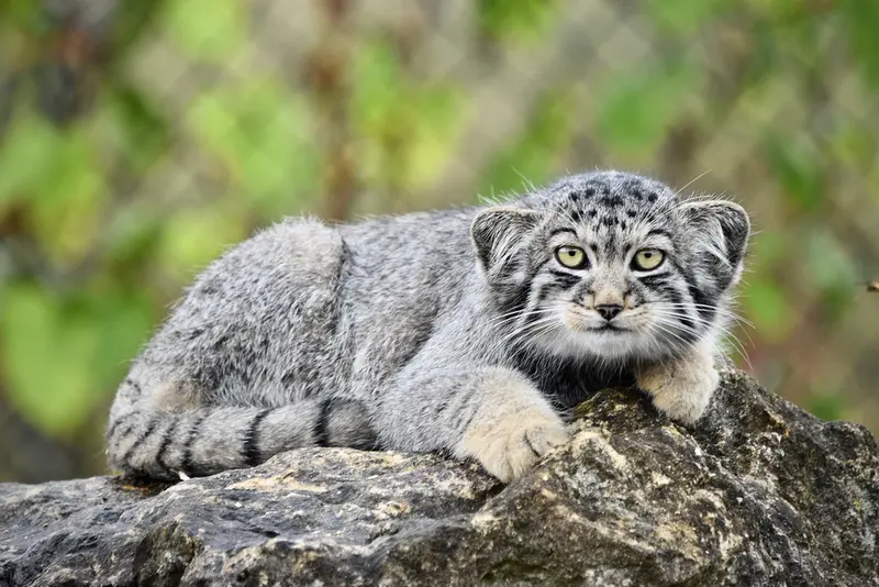 A photograph of Kitten of Namuu b. 2025 Ⅴ in Port Lympne Wild Animal Park