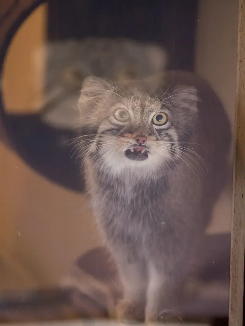 A photograph of Oto in Saitama Children's Zoo