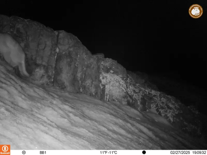 A photograph of Otocolobus manul manul from Aktas-Kunkora camera trap
