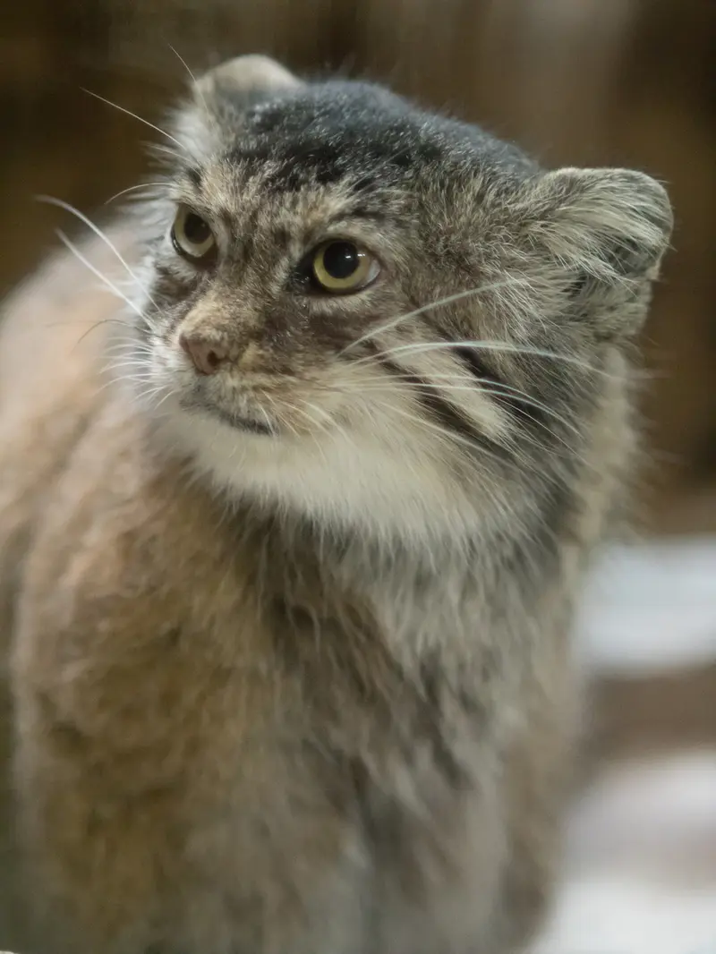A photograph of a Pallas's cat