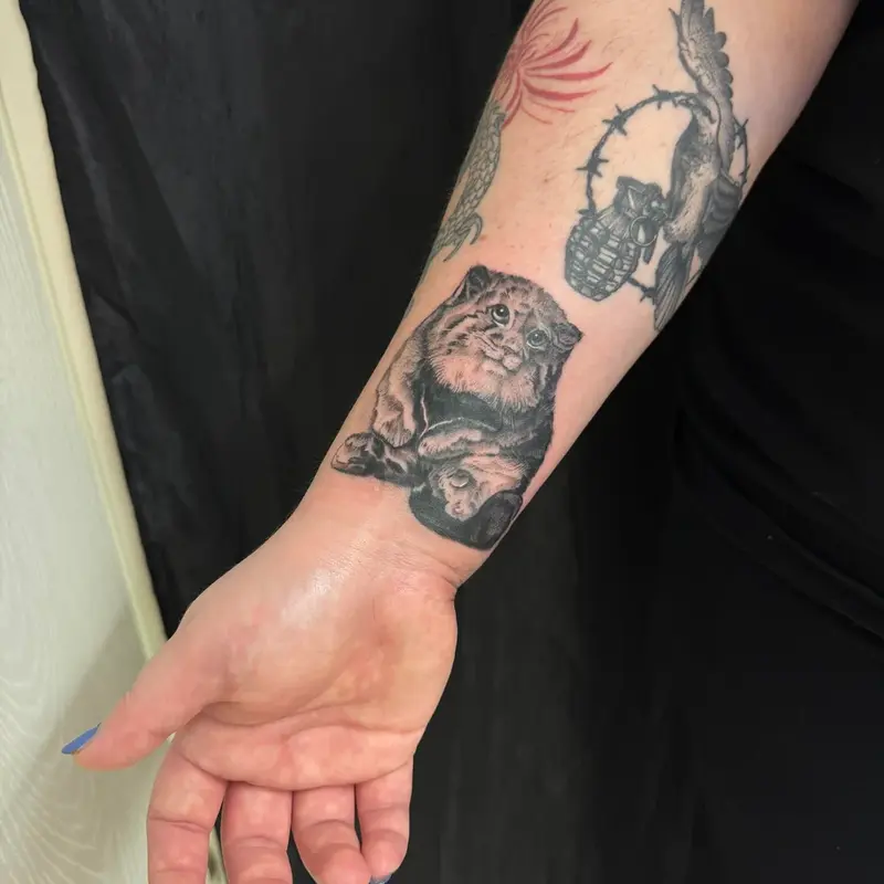 A photograph of a Pallas's cat