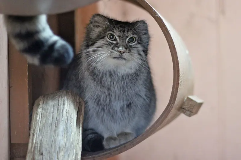 A photograph of Marie in Saitama Children's Zoo