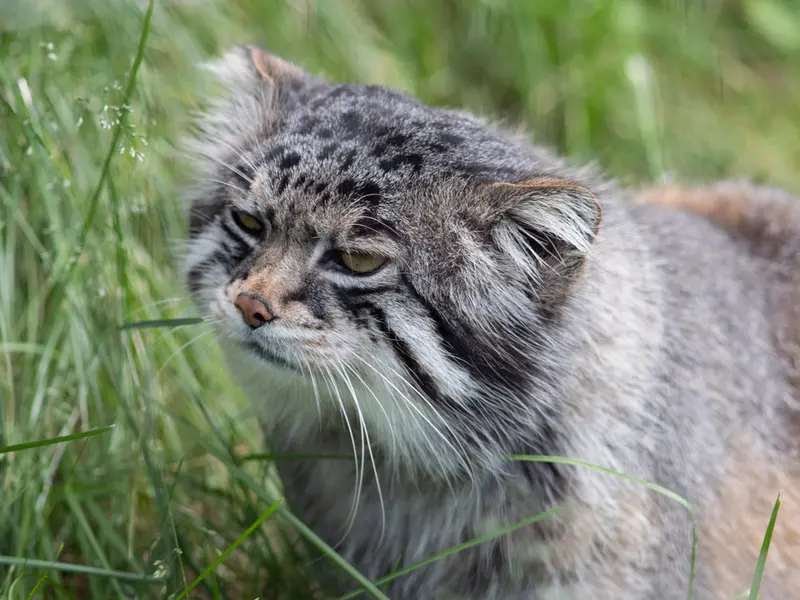 A photograph of Grusha in Asahiyama Zoo