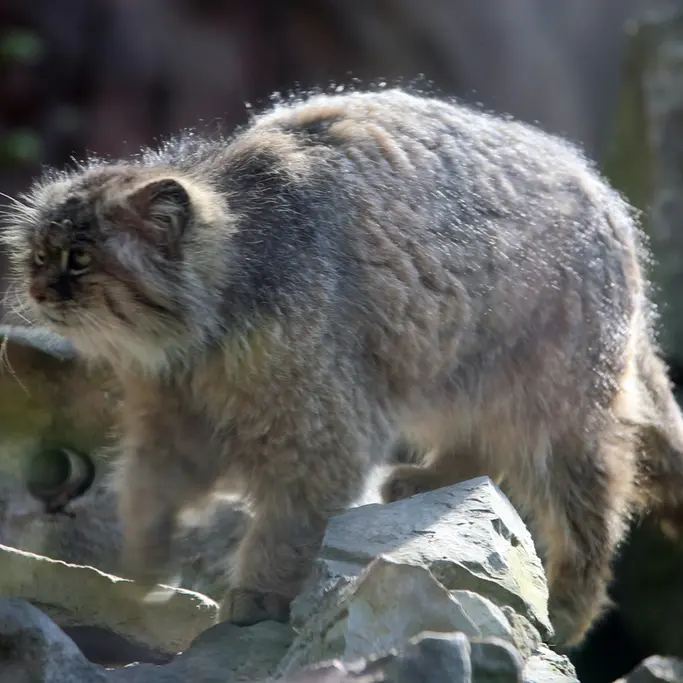 A photograph of Pazzo in Łódź Zoo