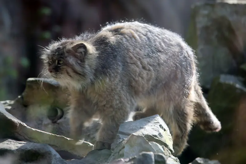 A photograph of Pazzo in Łódź Zoo