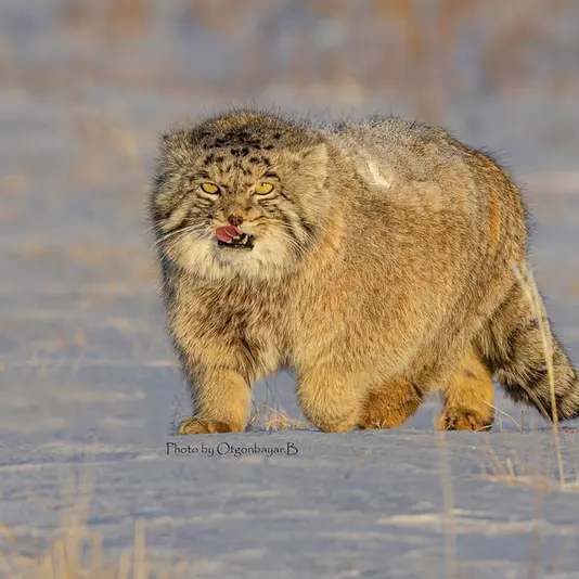 A photograph of a Pallas's cat