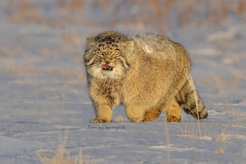 A photograph of a Pallas's cat