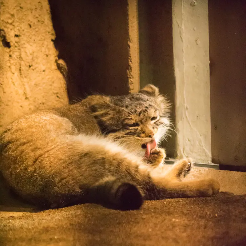 A photograph of Figa in Nogeyama Zoo
