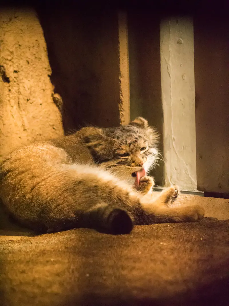 A photograph of Figa in Nogeyama Zoo