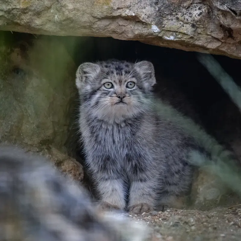 A photograph of a Pallas's cat in Port Lympne Wild Animal Park