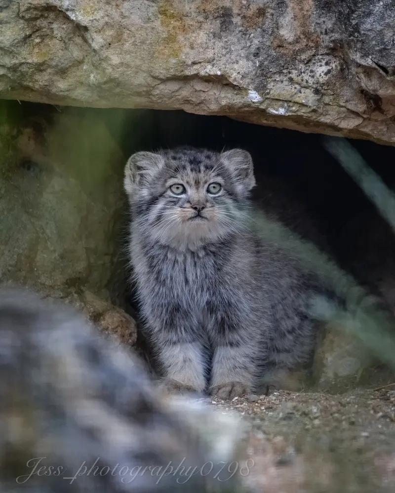 A photograph of a Pallas's cat in Port Lympne Wild Animal Park