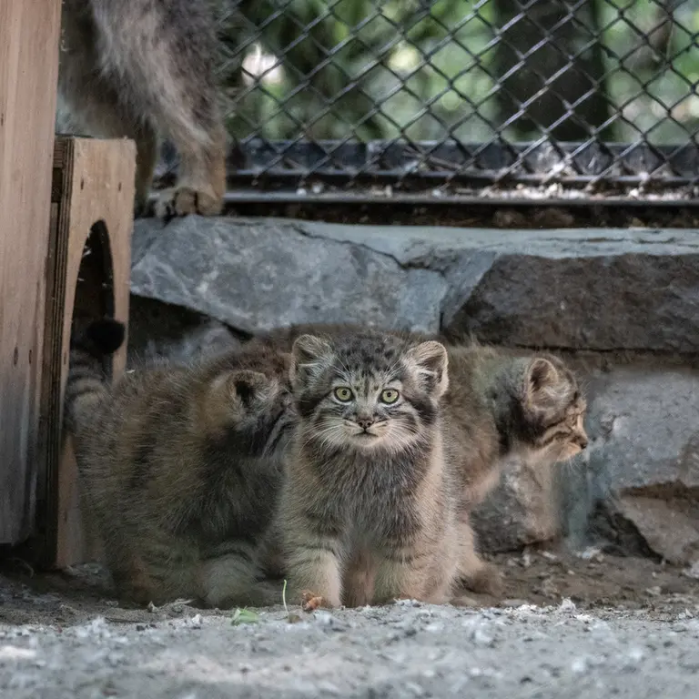 A photograph of a Pallas's cat in Novosibirsk Zoo